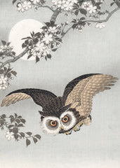 Canns Down Press - Scops Owl, Cherry Blossoms And Moon Card
