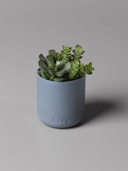 Aery Japanese Garden Scented Candle