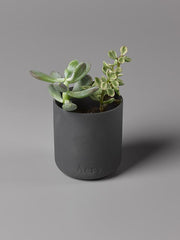 Aery Indian Sandalwood Scented Candle