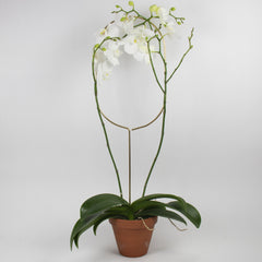 Botanopia Golden Plant Support Stake - Arch