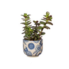 Sass & Belle Blue Willow Mini Planter