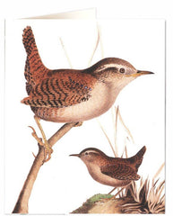 Archivist - Wren Greeting Card