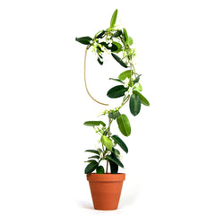 Botanopia Golden Plant Support Stake - Arch