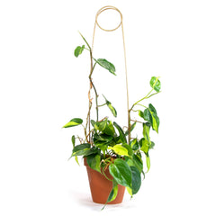 Botanopia Golden Plant Support Stake - Pin
