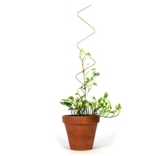 Botanopia Golden Plant Support Stake - ZigZag