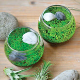 Noted - Water Garden Plant Aquarium