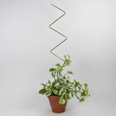 Botanopia Golden Plant Support Stake - ZigZag