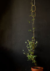 Botanopia Brass Plant Support For Climbing Plants