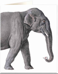 Natural History Museum Elephant Card