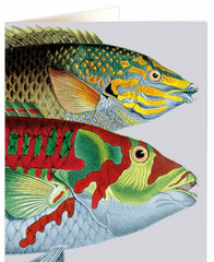 Archivist Girelle Fish Natural History Card