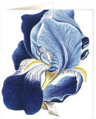 Archivist Iris Natural History Card
