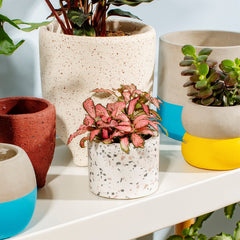 Sass & Belle Terrazzo Mini Planter