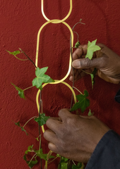 Botanopia Brass Plant Support For Climbing Plants