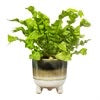 Sass & Belle Mojave Glaze Green LARGE Planter