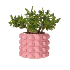 Sass & Belle Pink Bobble Planter