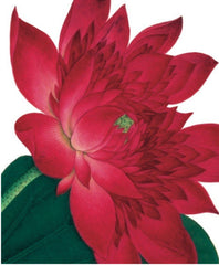 Archivist - Waterlily Greetings Card