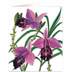 Natural History Museum Orchid Olivia Frances Tonge Card