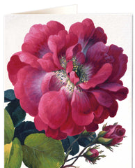 Natural History Museum Moss Rose Card