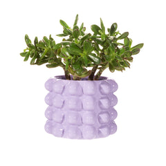 Sass & Belle Lilac Bobble Planter