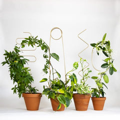 Botanopia Golden Plant Support Stake - Pin