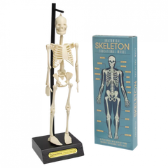 Rex Anatomical Skeleton Educational Model