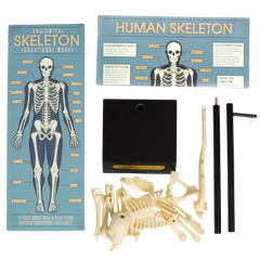 Rex Anatomical Skeleton Educational Model