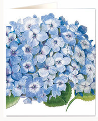 Archivist Blue Hydragea Natural History Card