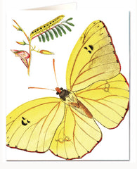 Archivist Sulfur Yellow Butterfly Natural History Card