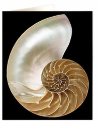 Archivist- Nautilus Pompilius Greetings Card