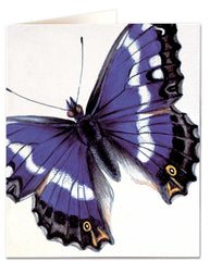 Natural History Museum - Purple Emperor Butterfly Card