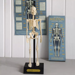 Rex Anatomical Skeleton Educational Model