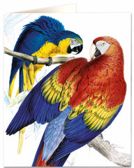 Archivist - Scarlet Macaw Greetings Card