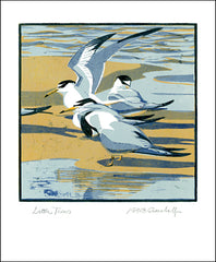 Art Angels - Little Terns by Robert Greenhalf