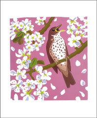 Art Angels - Song Thrush by Carry Akroyd
