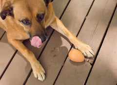 Kikkerland Bouncy Egg Dog Treat Ball