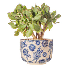 Sass & Belle Blue Willow Large Planter