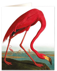 Archivist - Greater Flamingo Greetings Card
