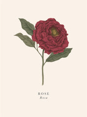 The Art File - Rose Card