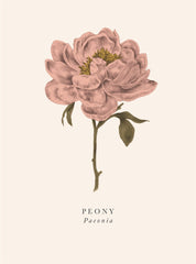 Th Art File - Peony Flower Card
