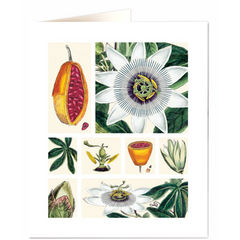Natural History Museum Passion Flower John Miller Card