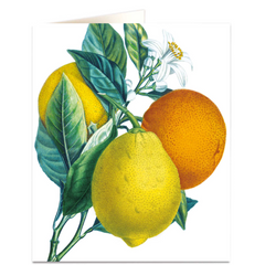 Lemon and Citrus Antoine Risso Natural History Card