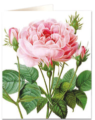Natural History Museum Rose Gallica Card