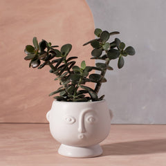 Sass & Belle Small Face Planter Matt White