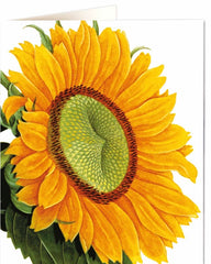 Natural History Museum Sunflower Card