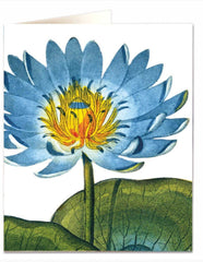 Archivist - Blue Waterlily Greetings Card