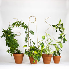 Botanopia Golden Plant Support Stake - Arch